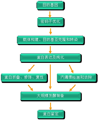 原核表达系统流程图