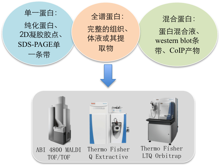 蛋白质的分离分析方法概述