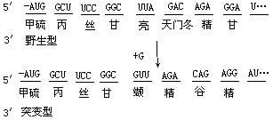  移码突变示例