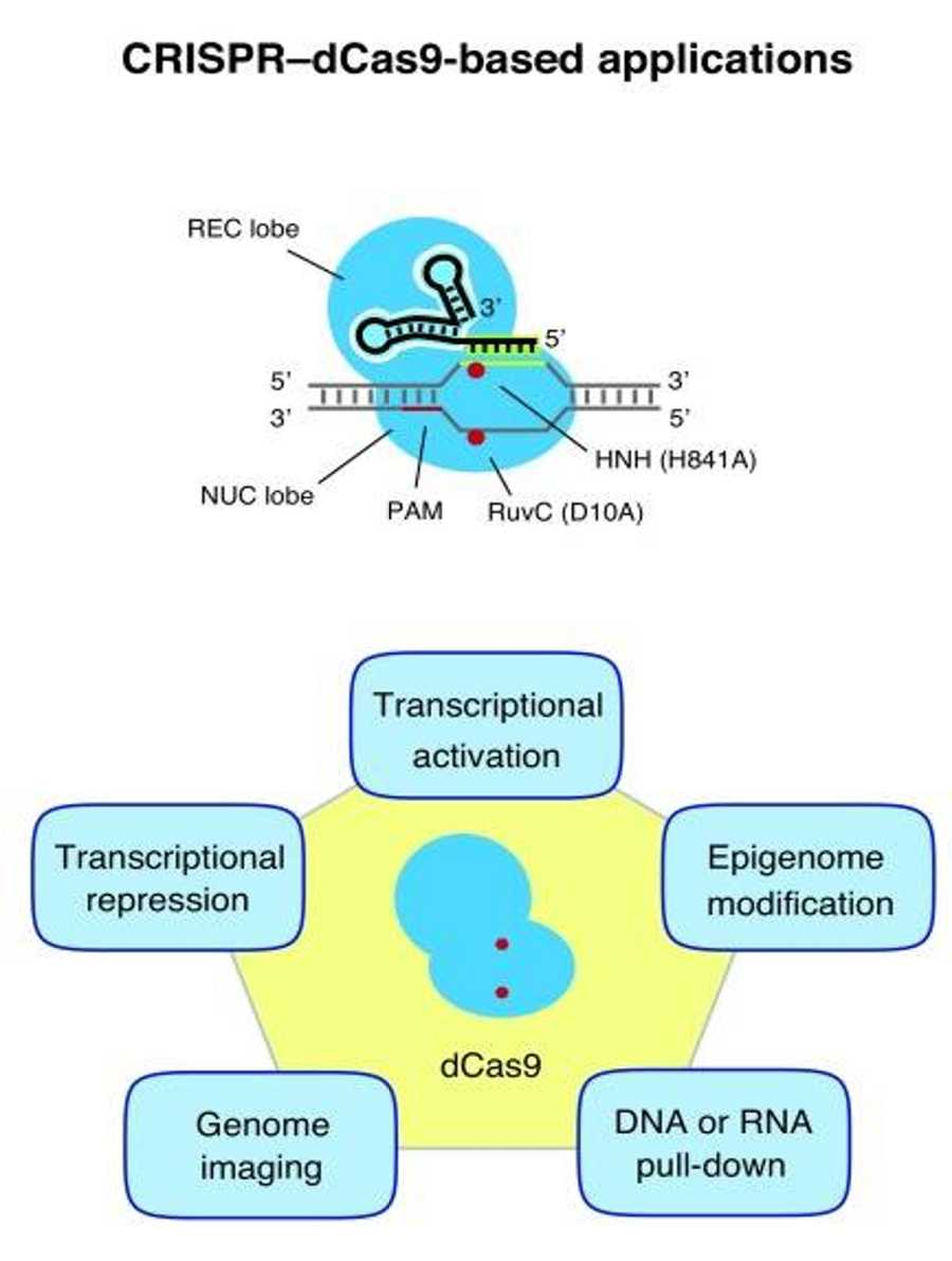 基于CRISPR–dCas9的基因组工程应用概述（Albert Lo. 2017）。PAM，与原间隔物相邻的序列