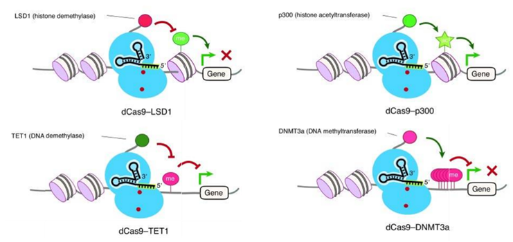 基于CRISPR–dCas9的表观基因组工程。（Albert Lo. 2017）