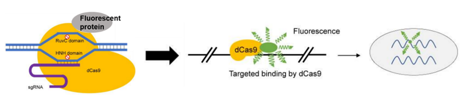 基于CRISPR/Cas9系统的活细胞成像。（Guang Yang. 2019） 