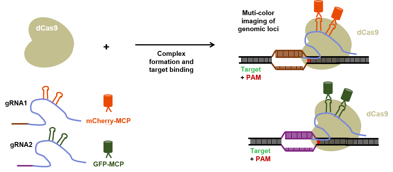 基于CRISPR/Cas9系统的活细胞成像 