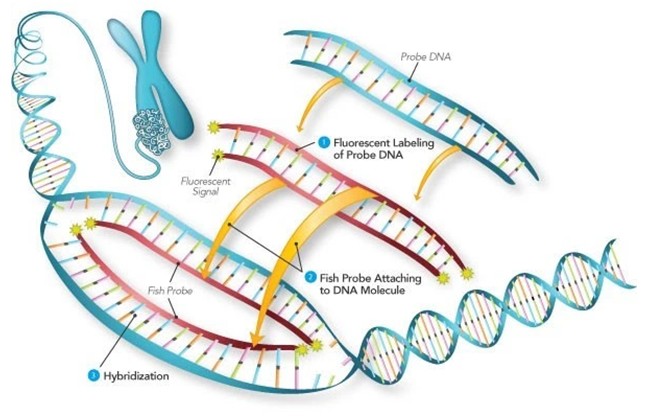 荧光原位杂交原理示意图 